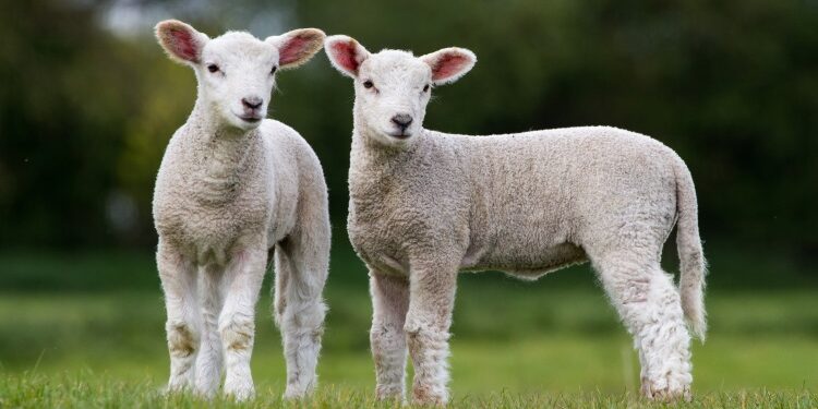 new zealand lamb halal