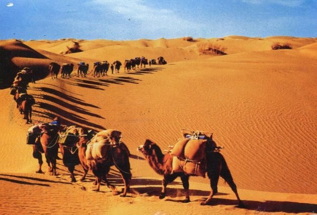 Desert-Camels-Middle-East