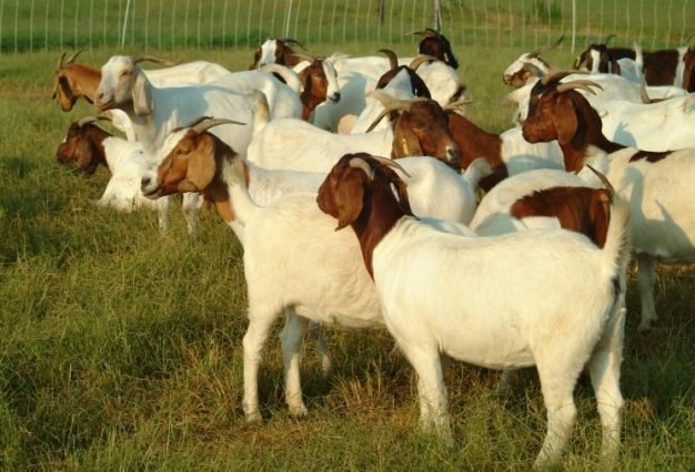 Goats-Farm