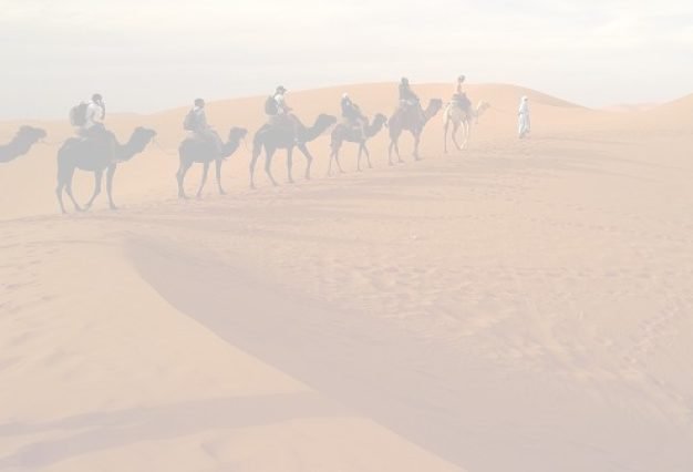 desert-camels