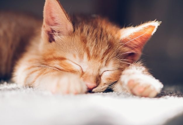 gingertabbycatsleepingonwhitecarpet-min